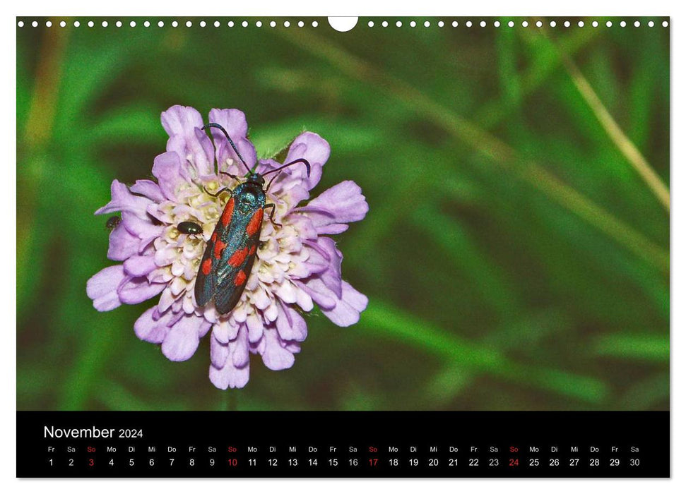 Local butterflies (CALVENDO wall calendar 2024) 