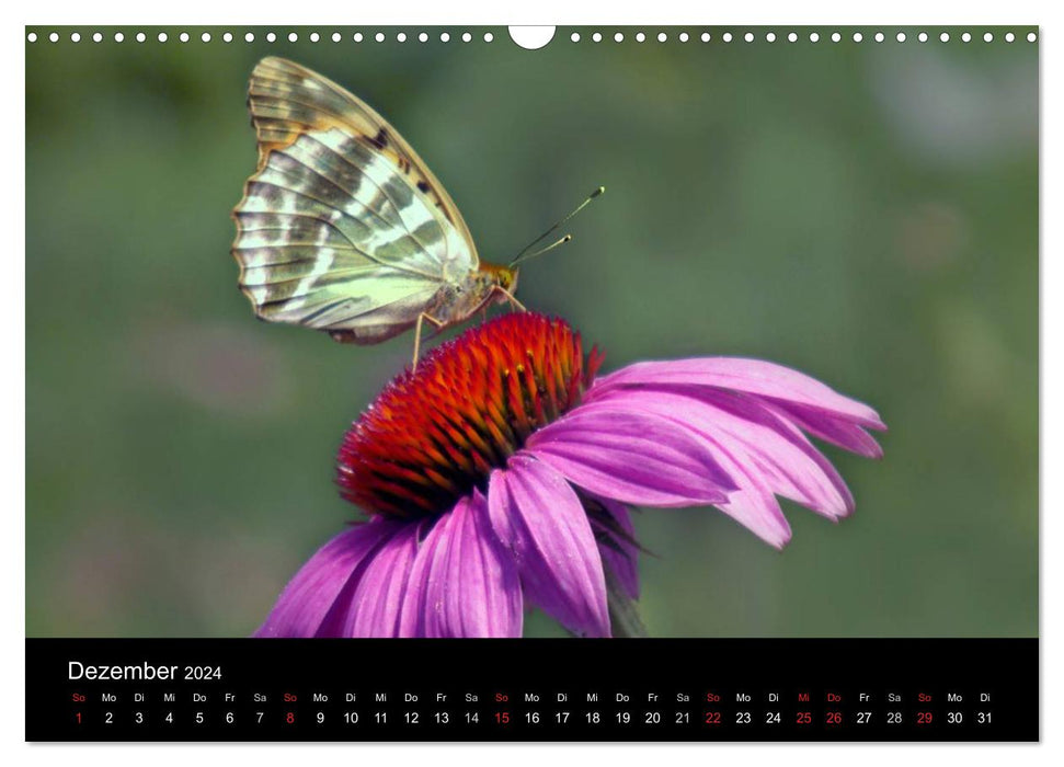 Local butterflies (CALVENDO wall calendar 2024) 