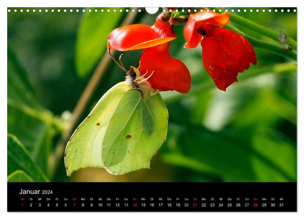 Heimische Schmetterlinge (CALVENDO Wandkalender 2024)