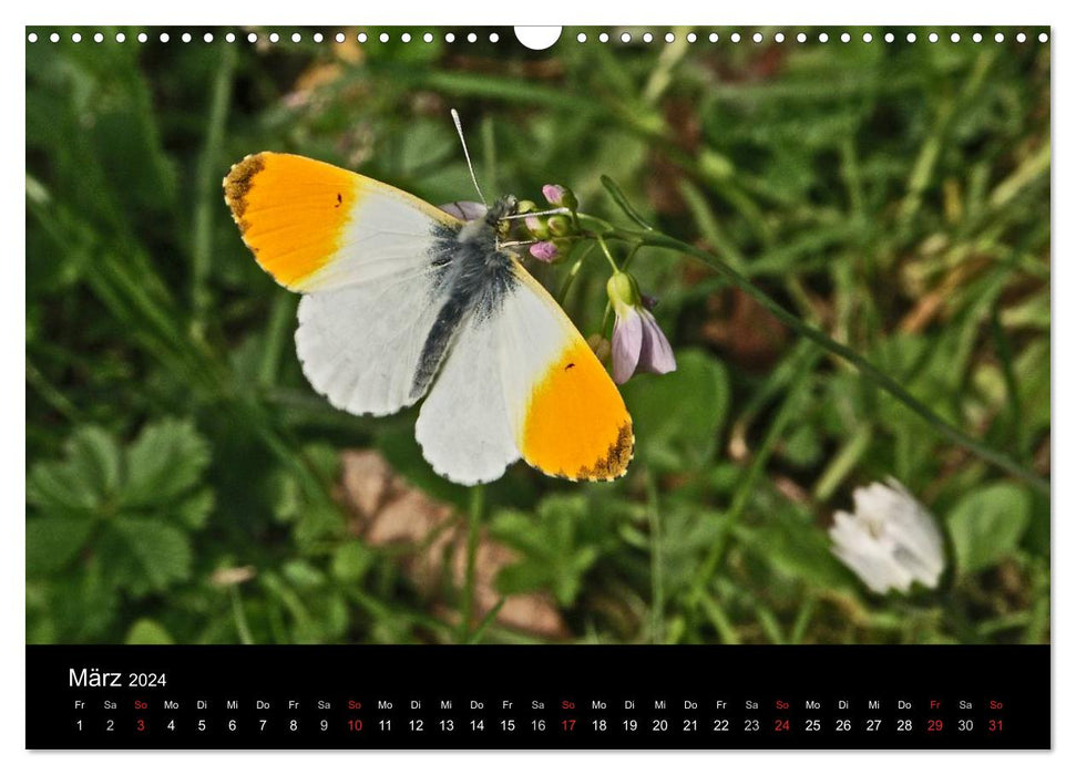 Local butterflies (CALVENDO wall calendar 2024) 