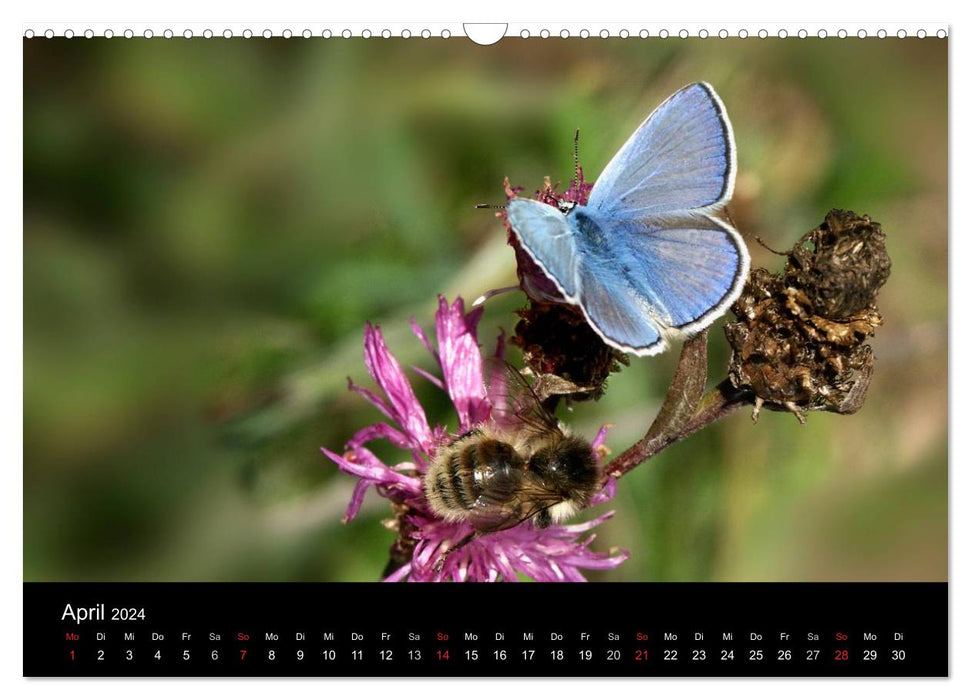 Heimische Schmetterlinge (CALVENDO Wandkalender 2024)