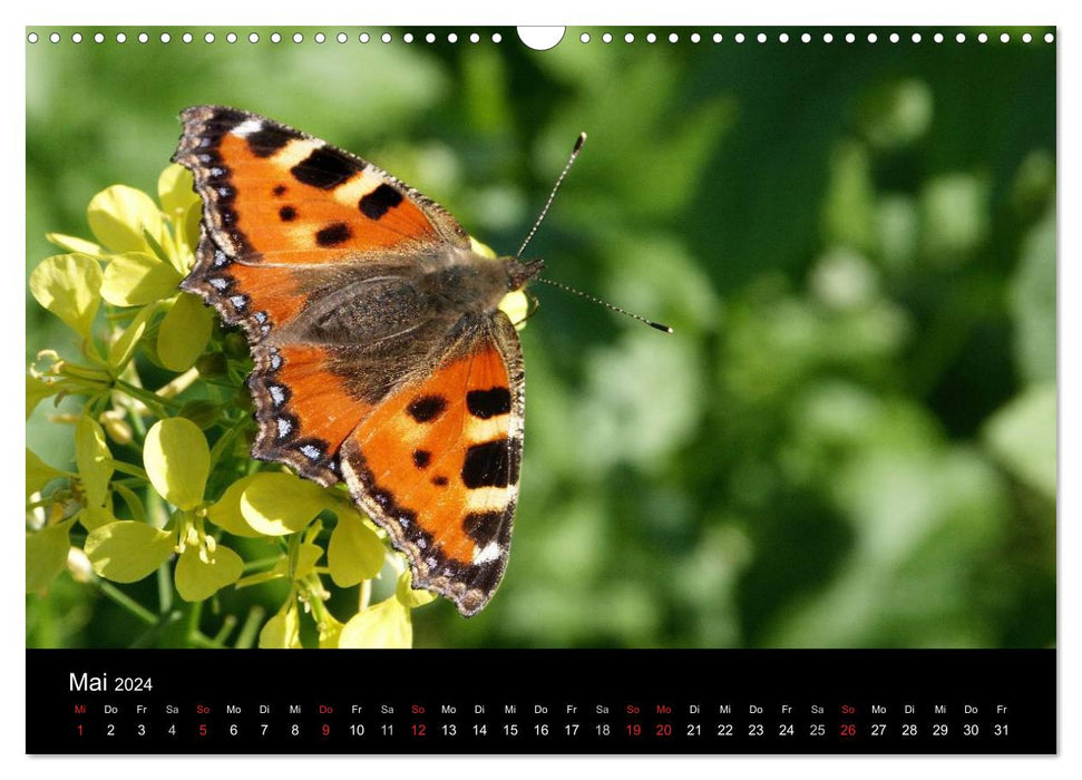 Local butterflies (CALVENDO wall calendar 2024) 