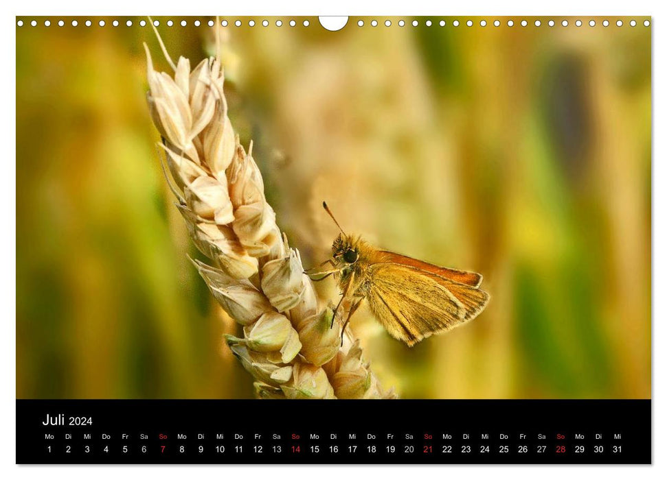 Heimische Schmetterlinge (CALVENDO Wandkalender 2024)