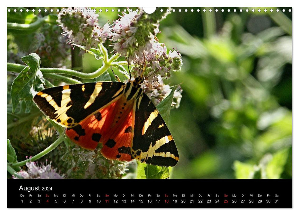 Heimische Schmetterlinge (CALVENDO Wandkalender 2024)