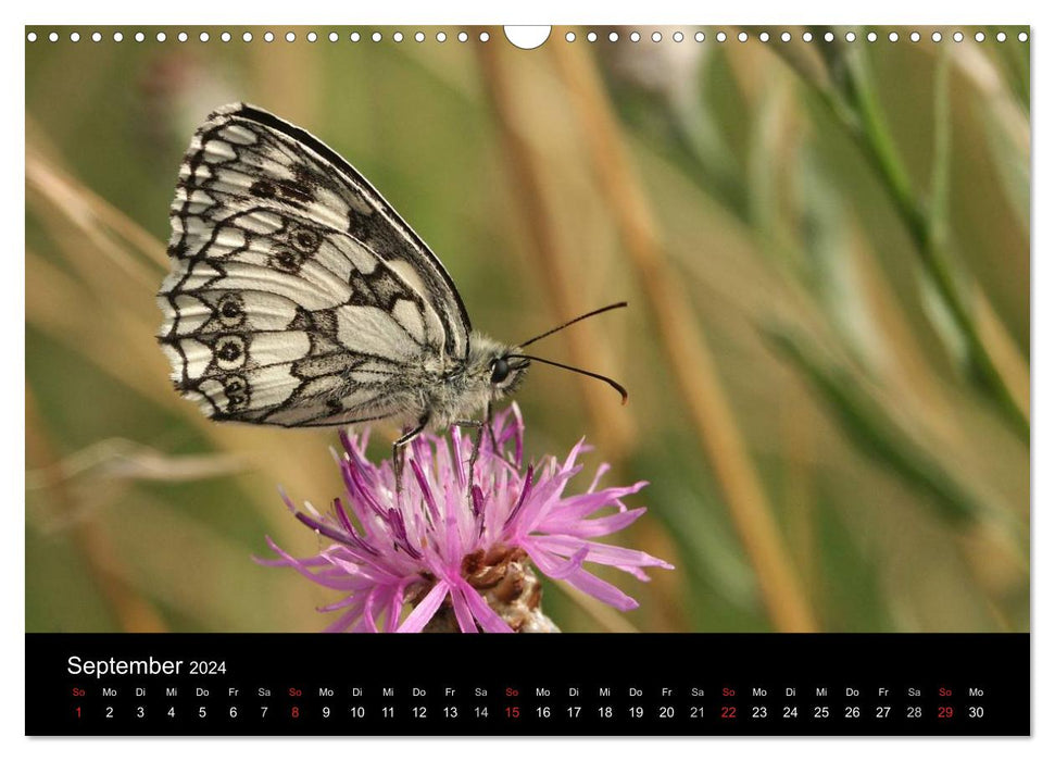 Heimische Schmetterlinge (CALVENDO Wandkalender 2024)