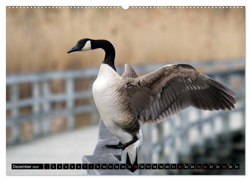 CANADA GOOSE - The 'honking' bird (CALVENDO Premium Wall Calendar 2024) 