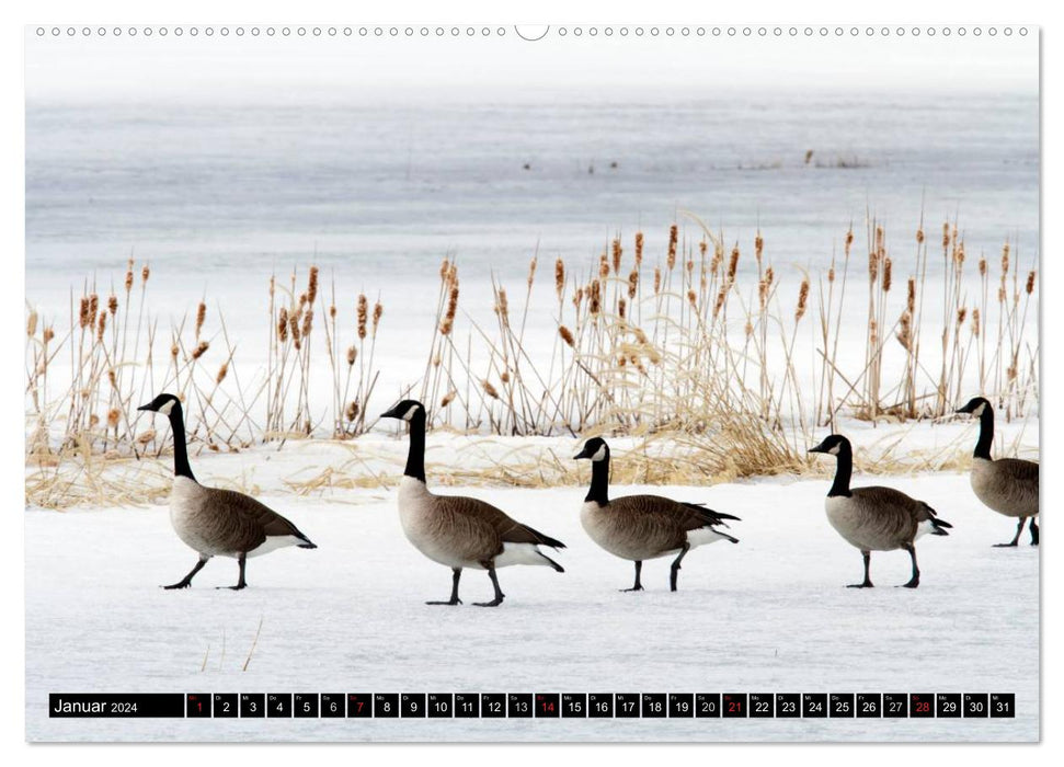 CANADA GOOSE - The 'honking' bird (CALVENDO Premium Wall Calendar 2024) 
