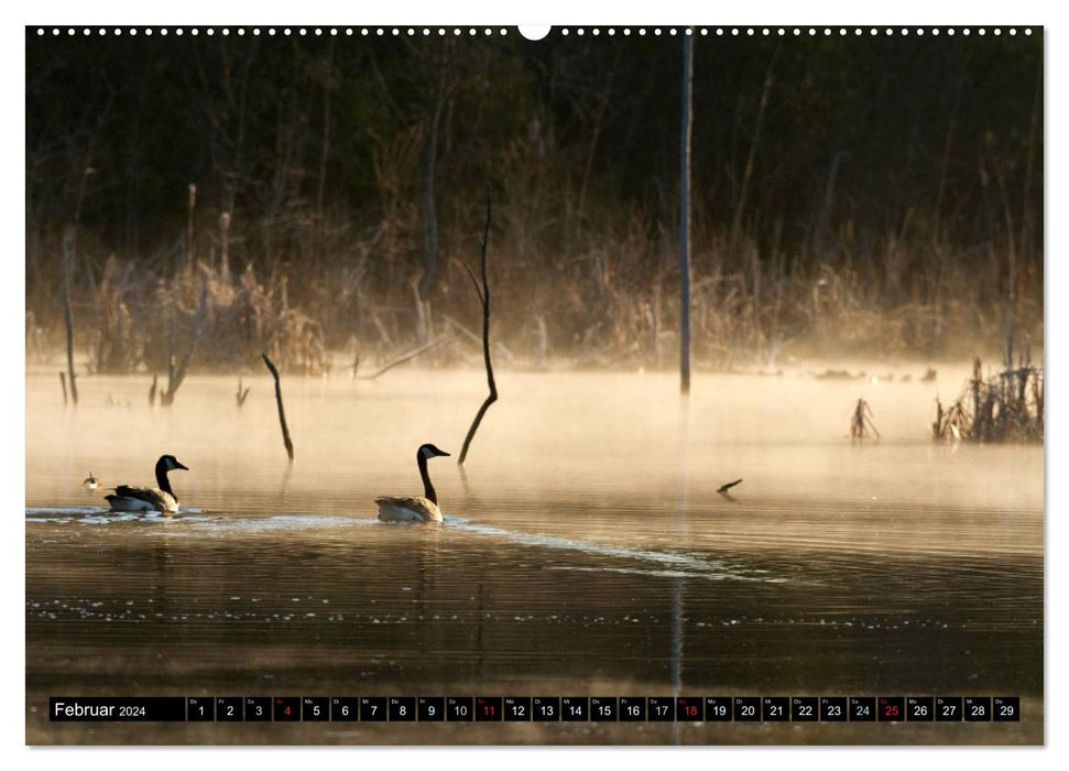 CANADA GOOSE - L'oiseau qui klaxonne (Calvendo Premium Wall Calendar 2024) 