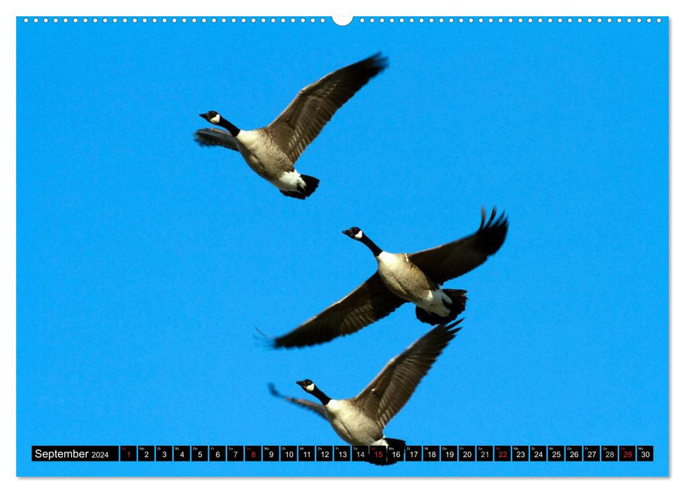 CANADA GOOSE - L'oiseau qui klaxonne (Calvendo Premium Wall Calendar 2024) 