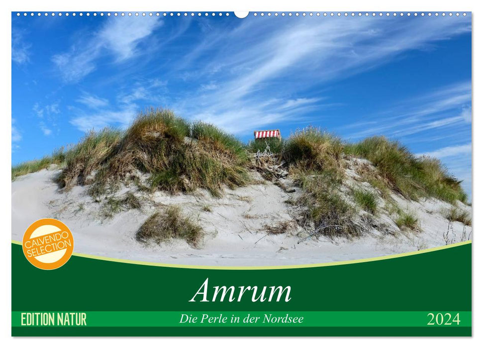 Amrum, die Perle in der Nordsee (CALVENDO Wandkalender 2024)
