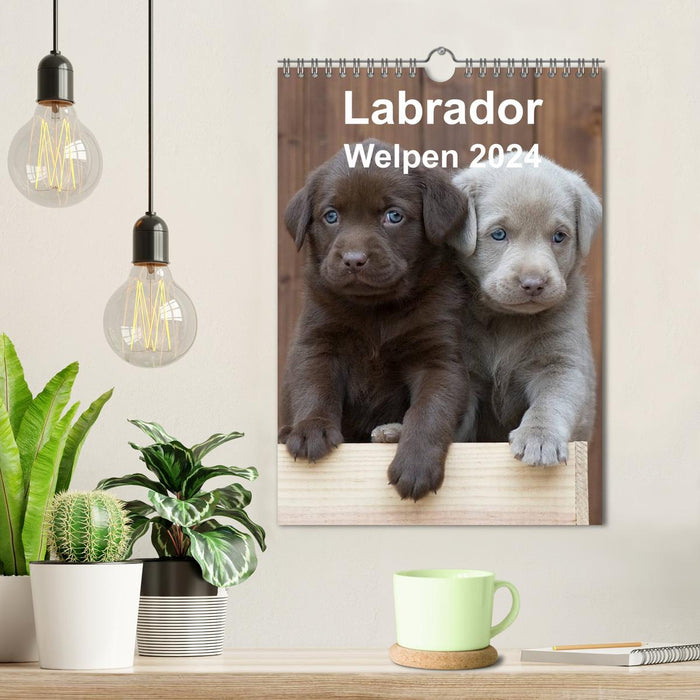 Labrador puppies (CALVENDO wall calendar 2024) 