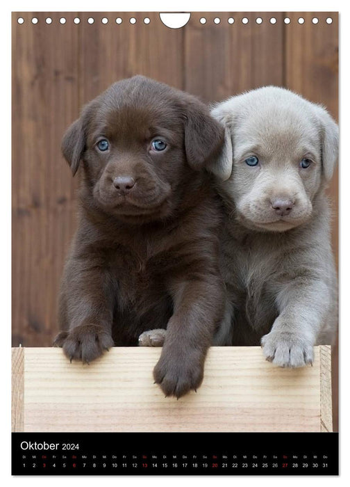 Labrador puppies (CALVENDO wall calendar 2024) 