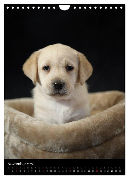 Labrador puppies (CALVENDO wall calendar 2024) 