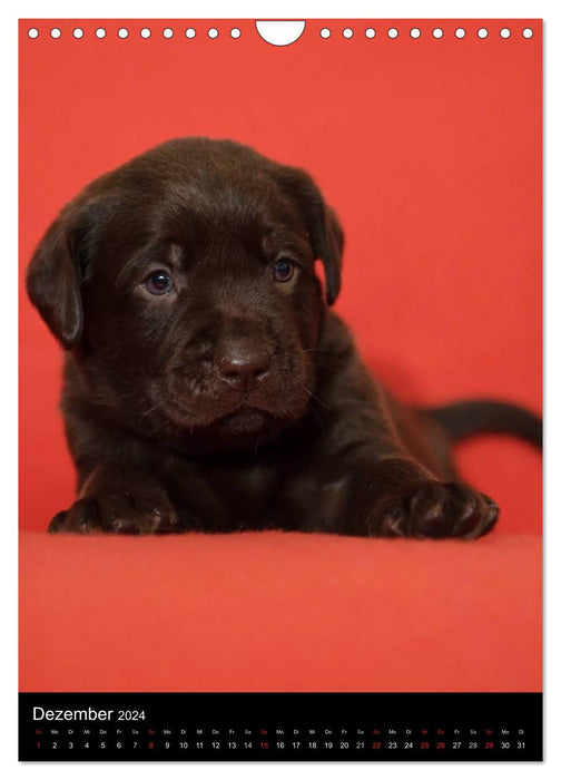 Chiots Labrador (Calendrier mural CALVENDO 2024) 