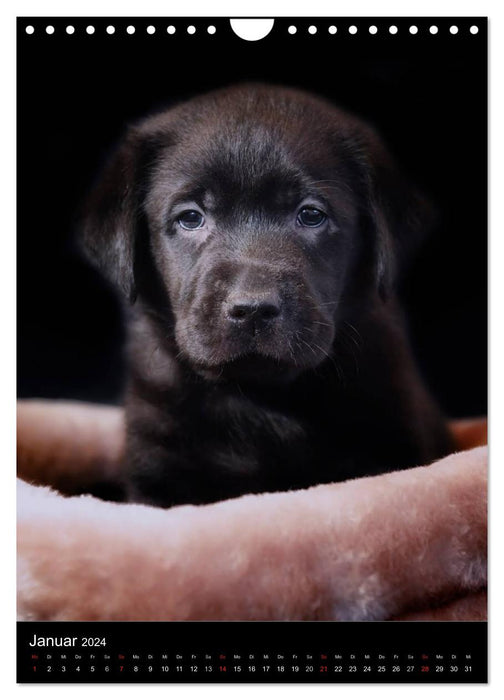 Chiots Labrador (Calendrier mural CALVENDO 2024) 