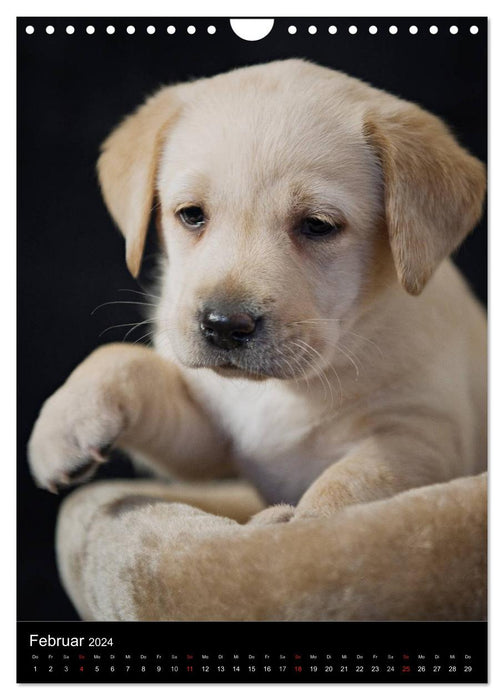 Labrador puppies (CALVENDO wall calendar 2024) 