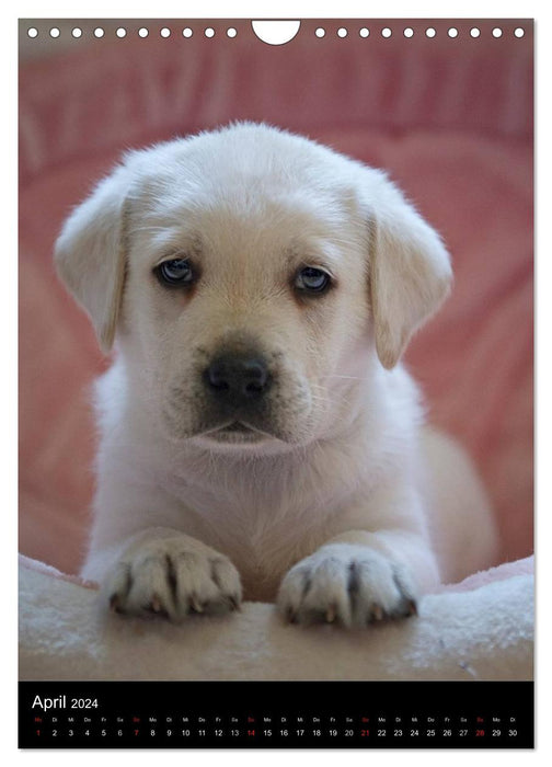 Labrador puppies (CALVENDO wall calendar 2024) 