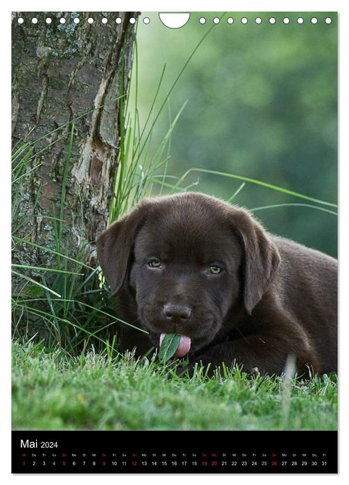 Chiots Labrador (Calendrier mural CALVENDO 2024) 