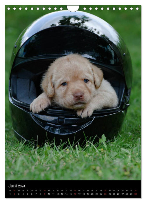 Labrador puppies (CALVENDO wall calendar 2024) 