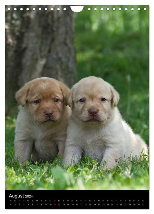 Chiots Labrador (Calendrier mural CALVENDO 2024) 