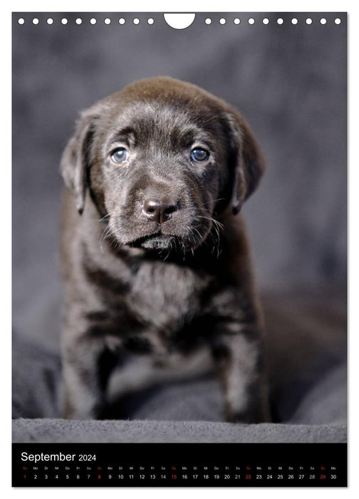 Chiots Labrador (Calendrier mural CALVENDO 2024) 