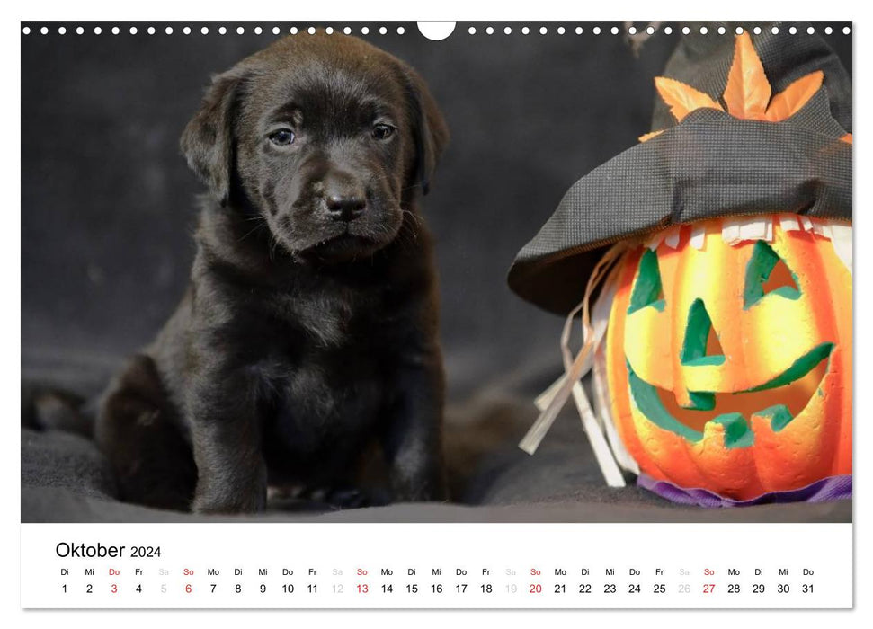 Labrador puppies (CALVENDO wall calendar 2024) 