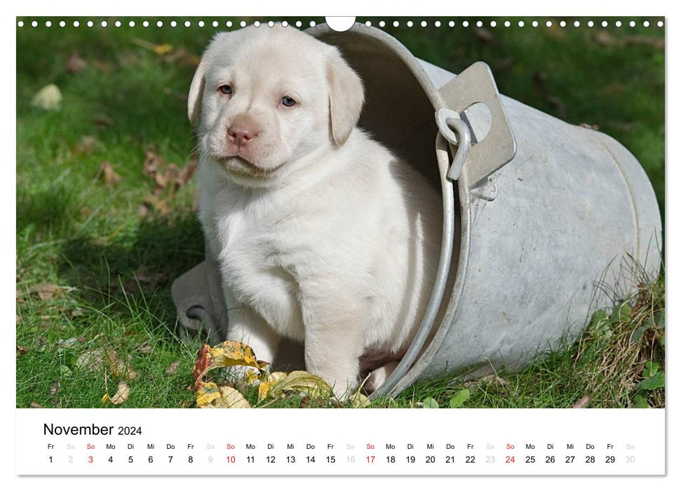 Labrador puppies (CALVENDO wall calendar 2024) 