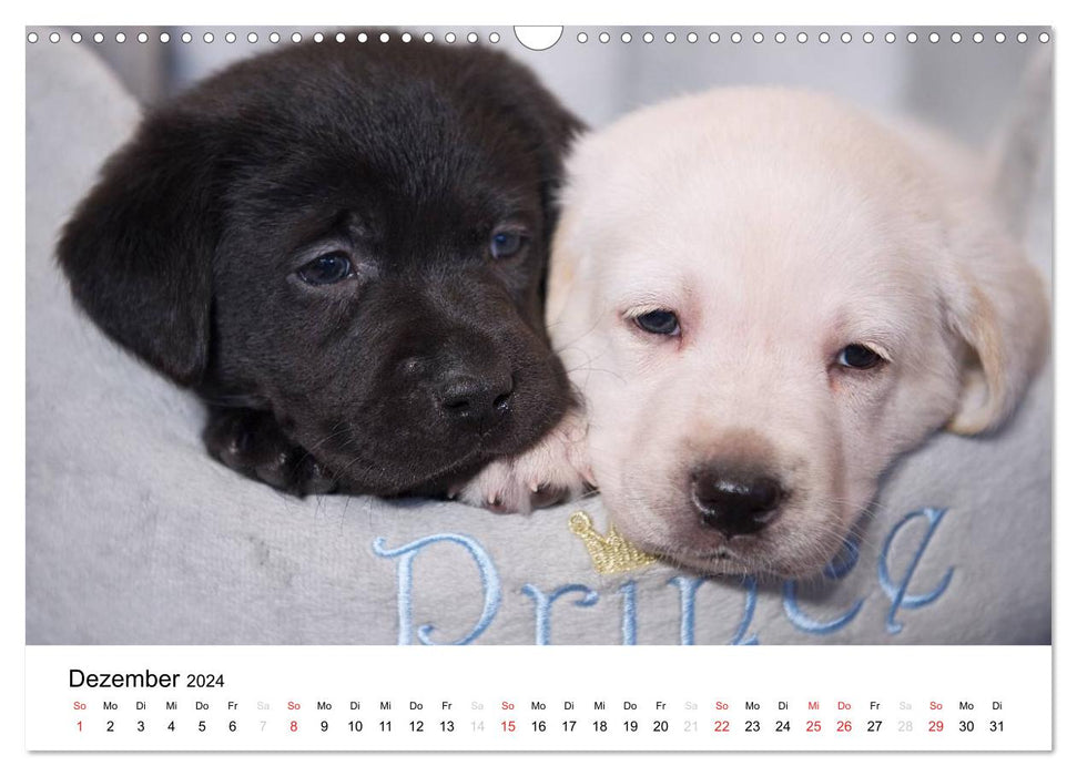 Labrador Welpen (CALVENDO Wandkalender 2024)