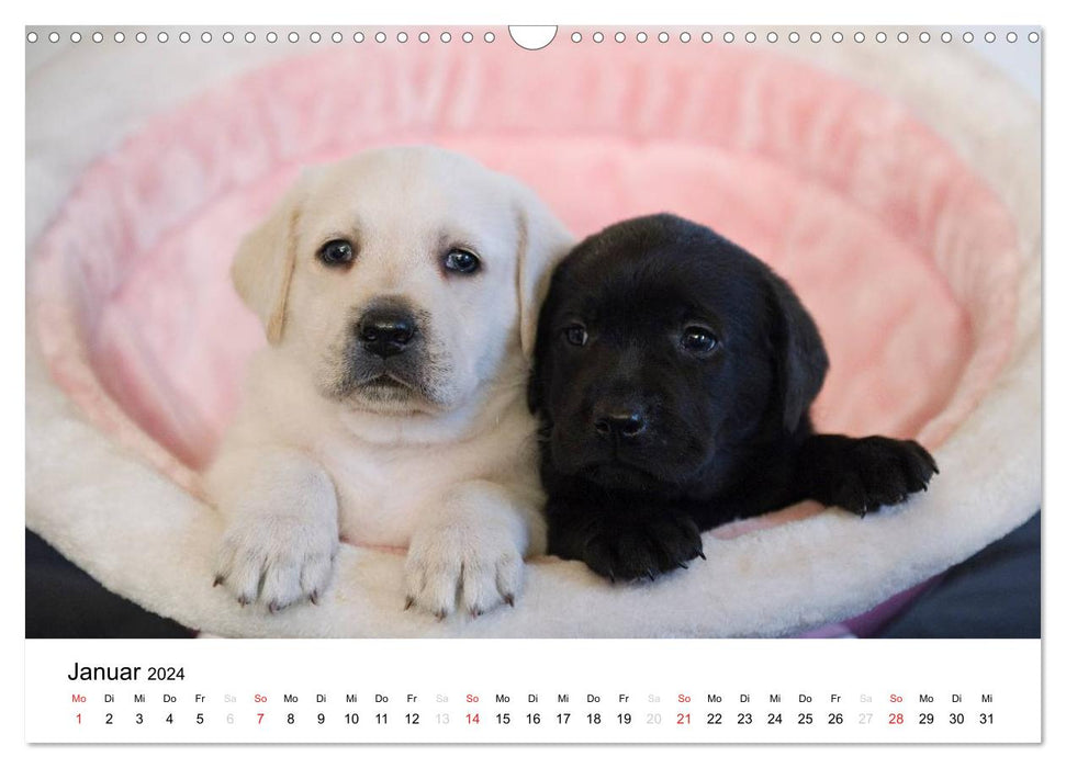 Labrador puppies (CALVENDO wall calendar 2024) 