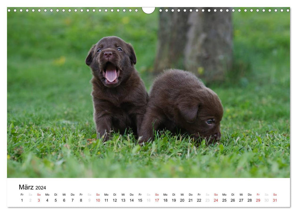 Labrador Welpen (CALVENDO Wandkalender 2024)