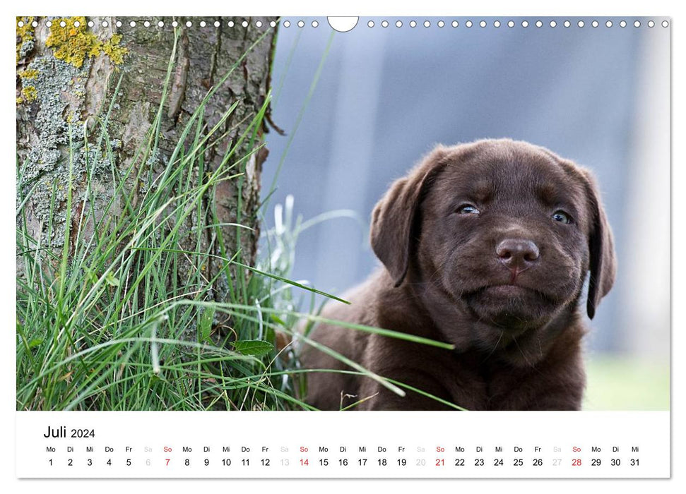 Labrador Welpen (CALVENDO Wandkalender 2024)