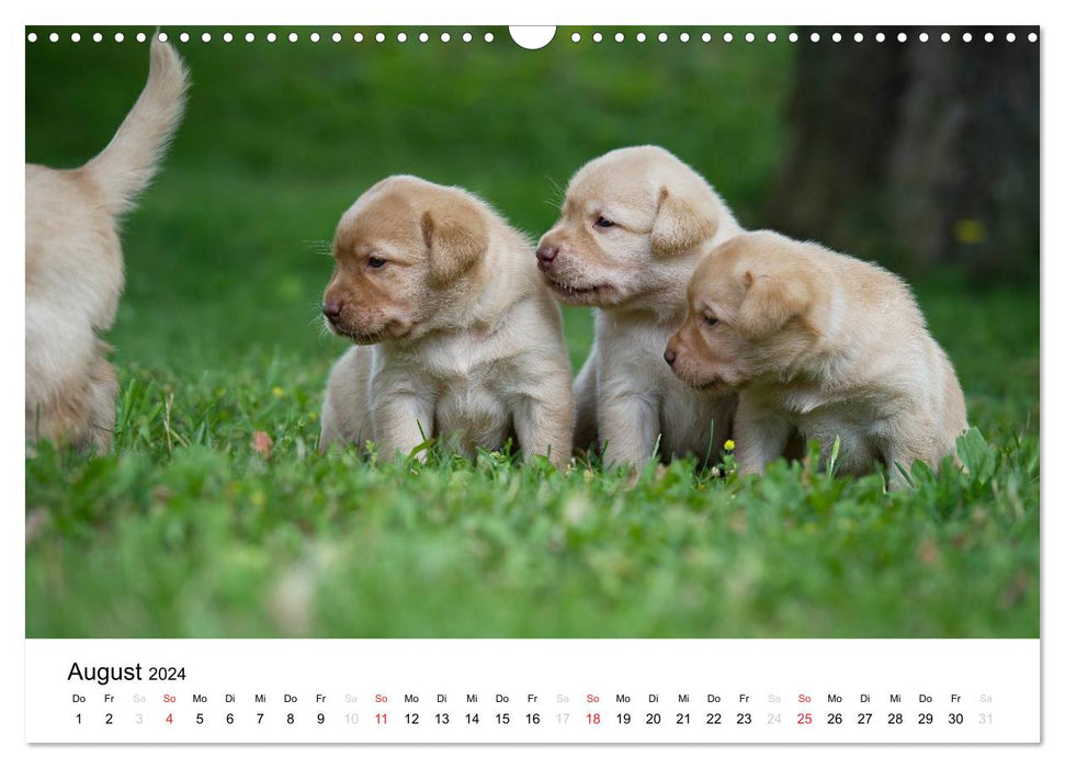 Labrador puppies (CALVENDO wall calendar 2024) 