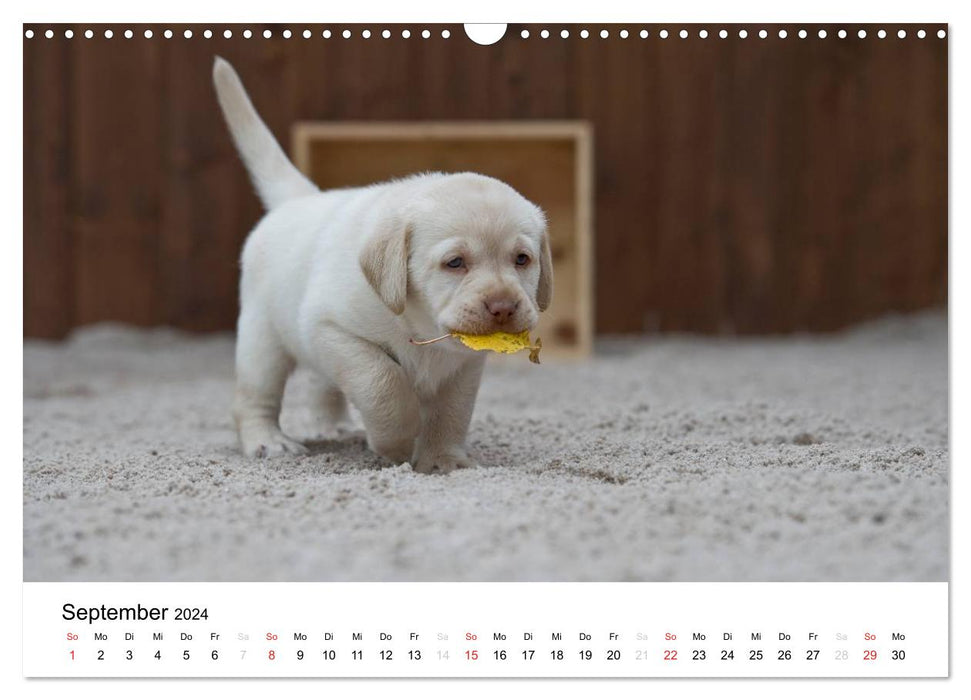 Labrador Welpen (CALVENDO Wandkalender 2024)