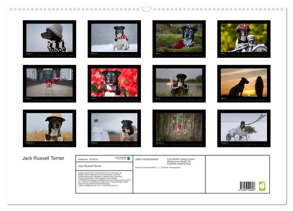 Jack Russell Terrier.....Ein Verwandlungskünstler namens Jake (CALVENDO Wandkalender 2024)