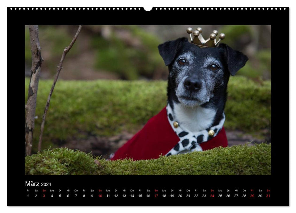 Jack Russell Terrier.....A quick-change artist named Jake (CALVENDO wall calendar 2024) 