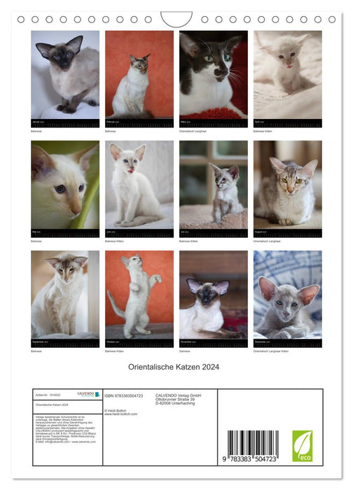 Chats orientaux 2024 (Calendrier mural CALVENDO 2024) 