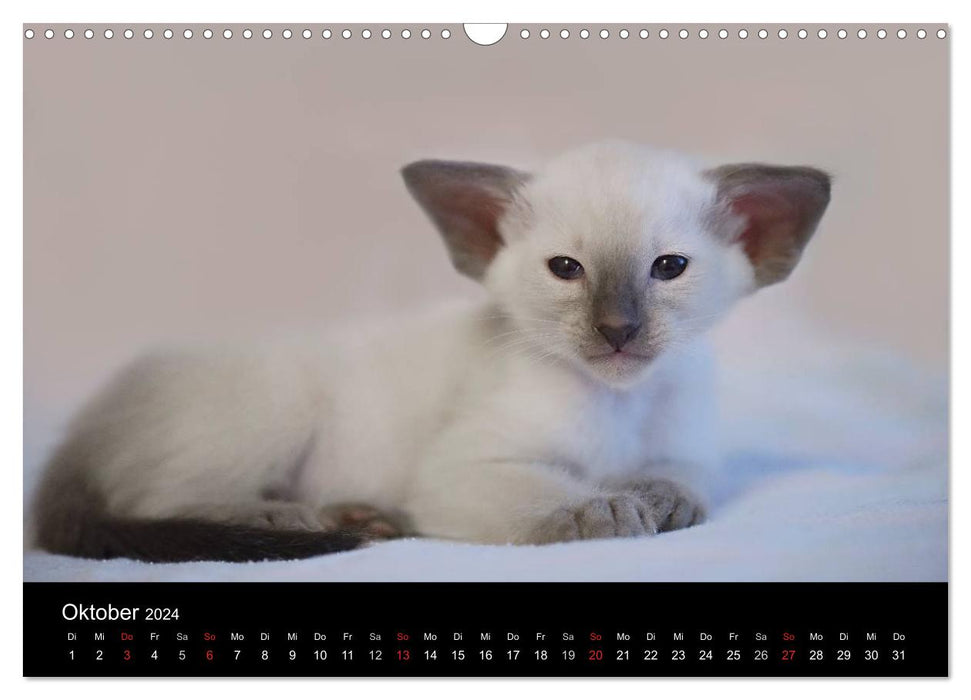 Orientalische Katzen (CALVENDO Wandkalender 2024)