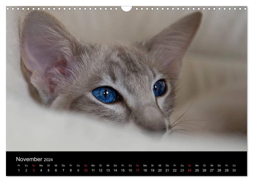 Oriental cats (CALVENDO wall calendar 2024) 