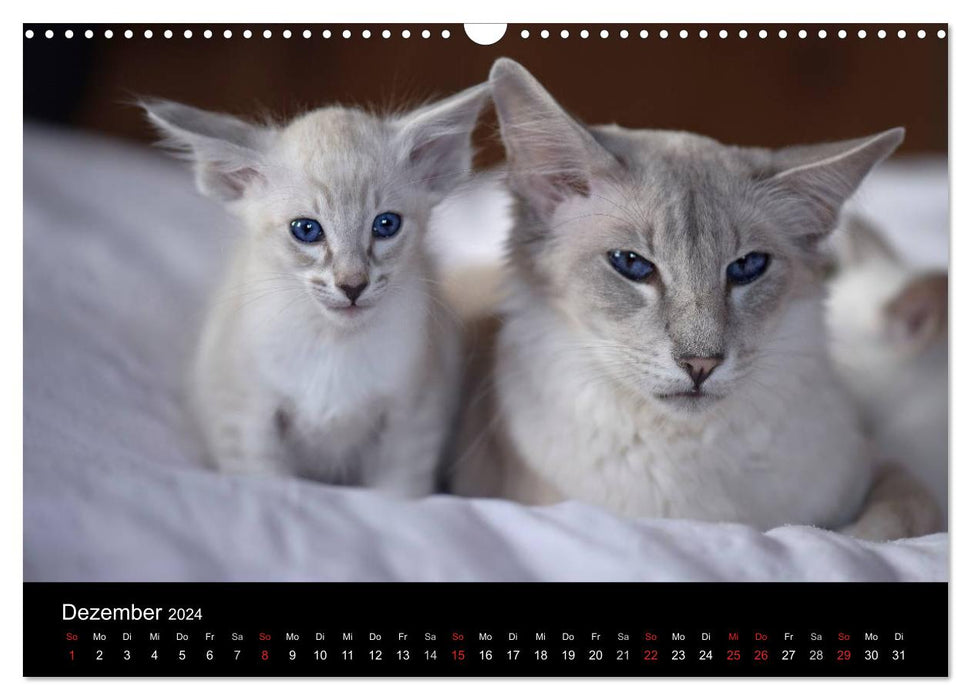 Oriental cats (CALVENDO wall calendar 2024) 