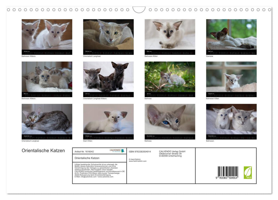 Oriental cats (CALVENDO wall calendar 2024) 