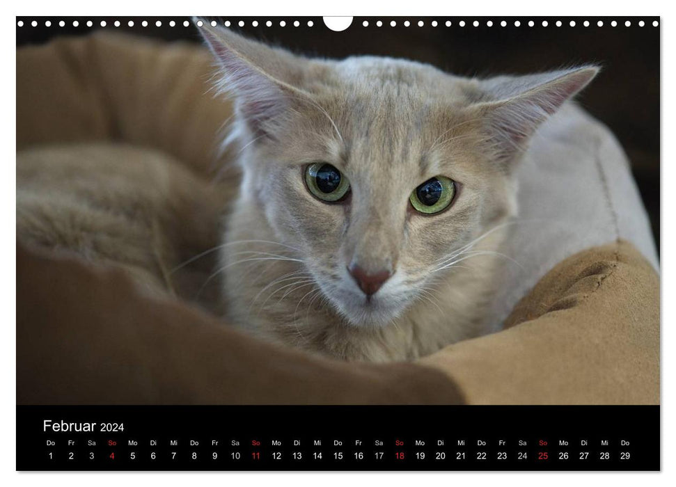 Orientalische Katzen (CALVENDO Wandkalender 2024)