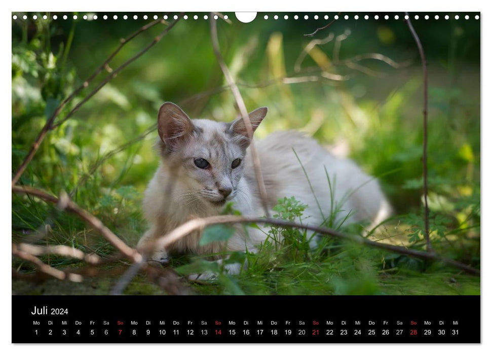 Oriental cats (CALVENDO wall calendar 2024) 