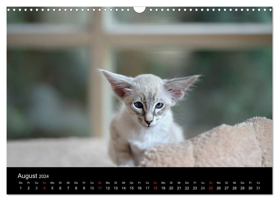 Orientalische Katzen (CALVENDO Wandkalender 2024)