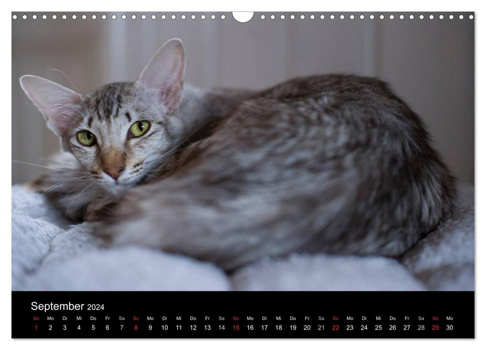 Orientalische Katzen (CALVENDO Wandkalender 2024)