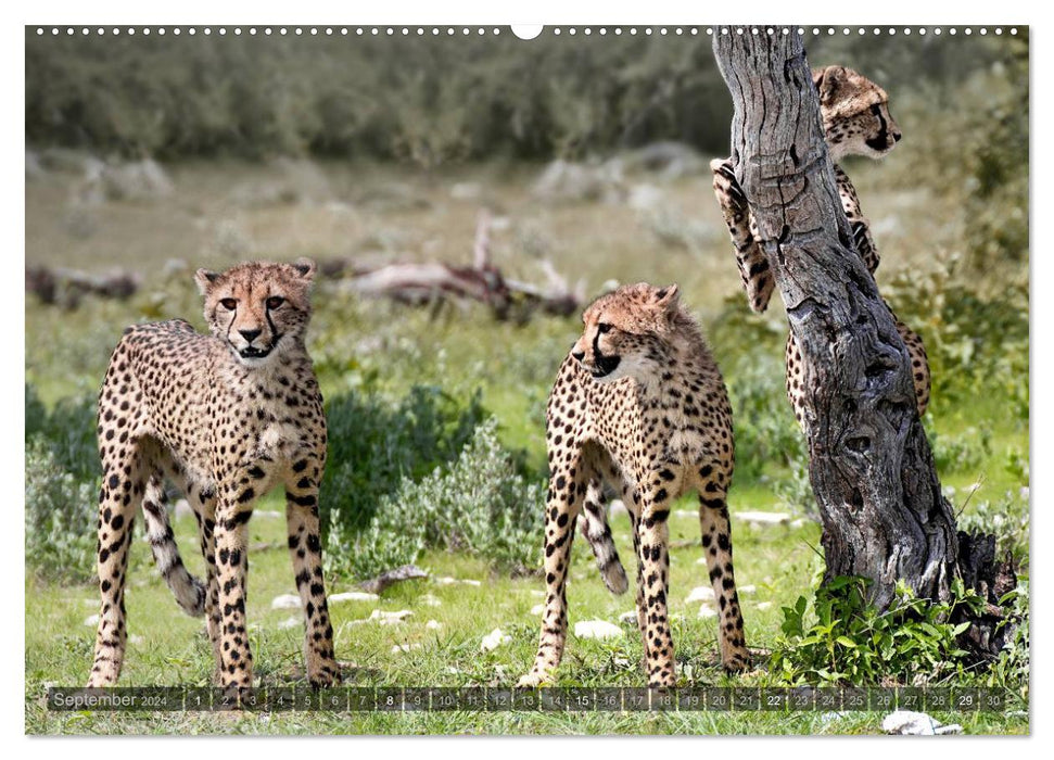 Namibia - Die Tierwelt (CALVENDO Wandkalender 2024)