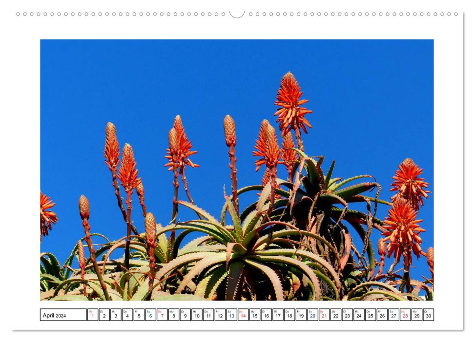 Lanzarote - Playa Blanca (CALVENDO Premium Wall Calendar 2024) 