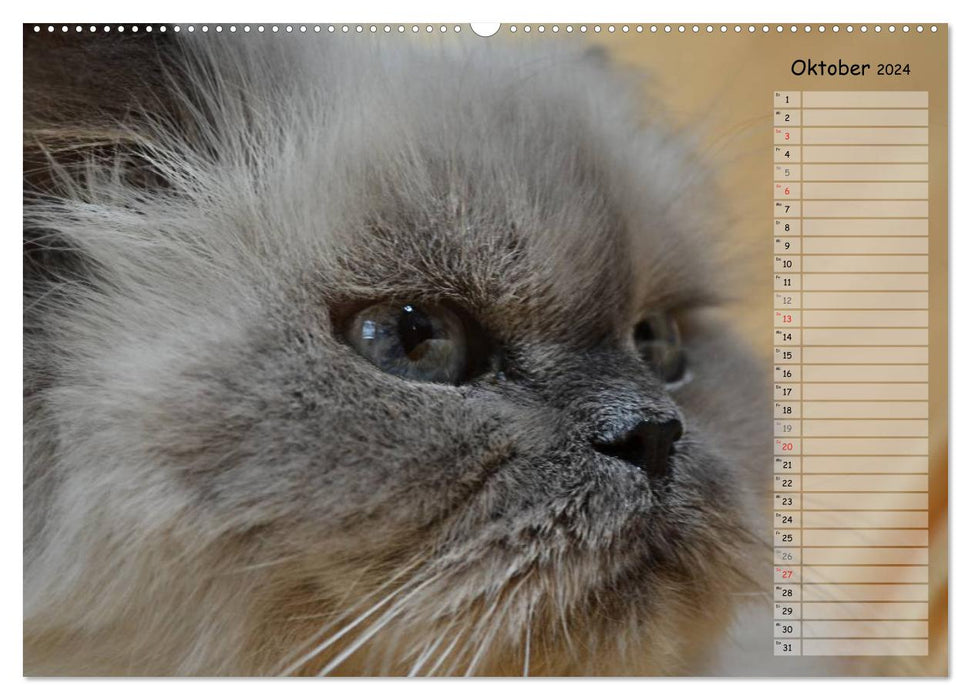 Katzen im Porträt / Geburtstagskalender (CALVENDO Premium Wandkalender 2024)