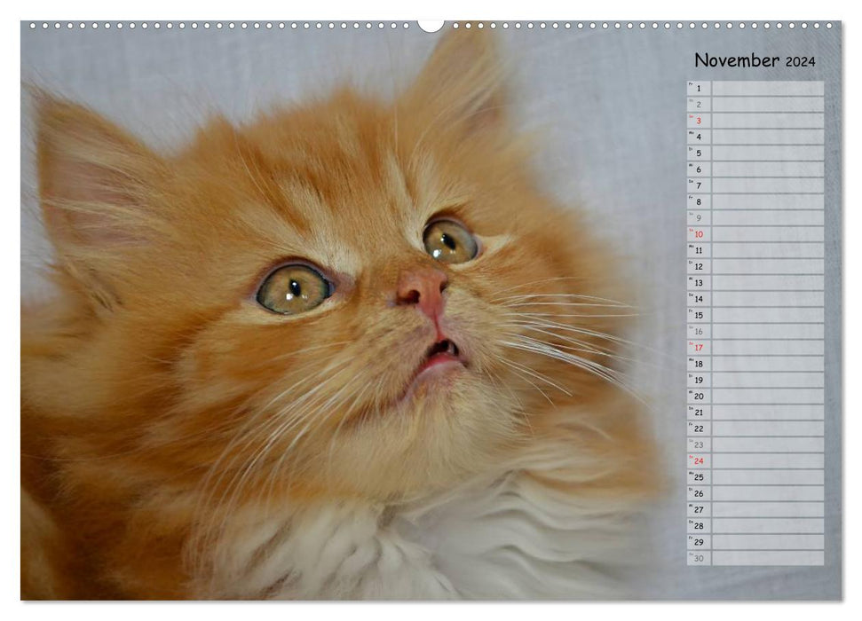 Katzen im Porträt / Geburtstagskalender (CALVENDO Premium Wandkalender 2024)