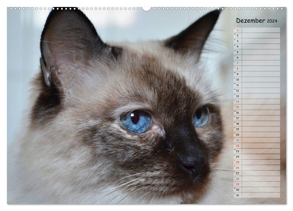 Katzen im Porträt / Geburtstagskalender (CALVENDO Premium Wandkalender 2024)