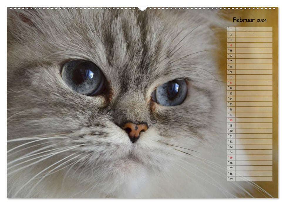 Katzen im Porträt / Geburtstagskalender (CALVENDO Premium Wandkalender 2024)